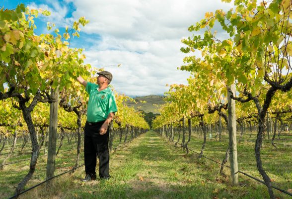 yarra valley winery tours